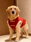 Full body shot of a Golden Retriever dog sitting and wearing a red festive vest.