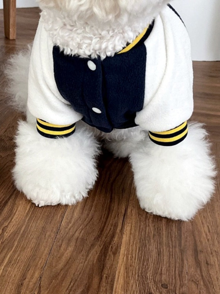 Front view of a white Bichon Frise dog wearing a navy blue and white varsity jacket with button closure and striped cuffs.