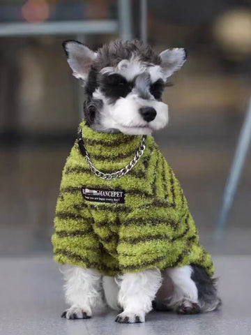 Miniature Schnauzer puppy wearing a green striped terry cloth dog sweater with a chain collar detail.