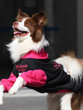 Brown and white Border Collie dog in a black and pink hooded dog sweatshirt, with one paw raised.