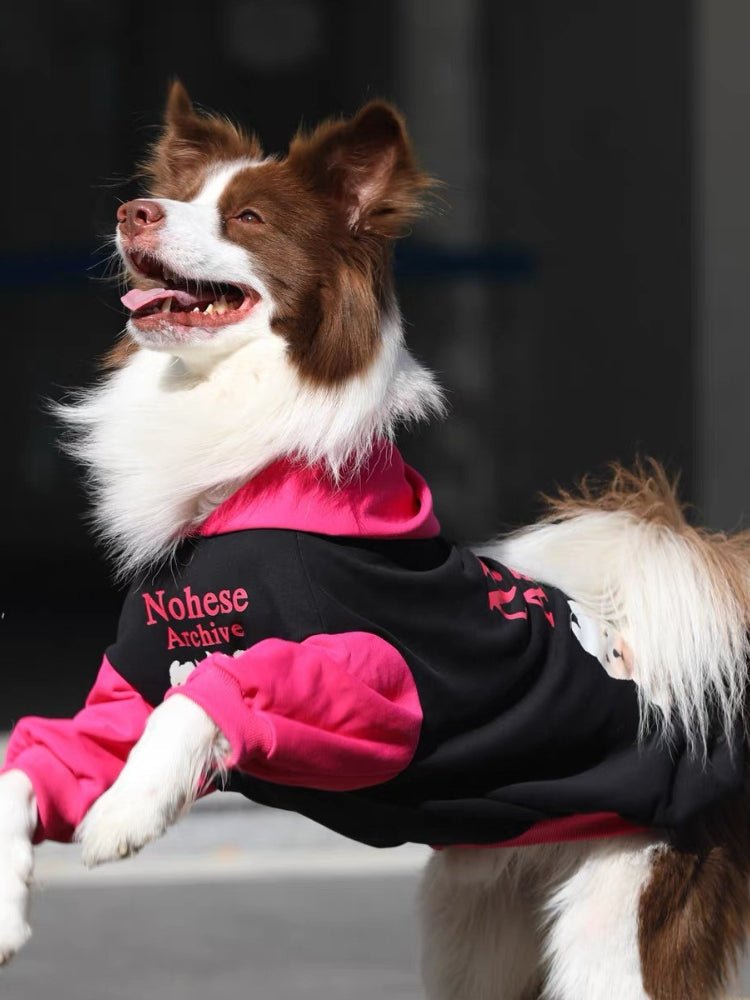Brown and white Border Collie dog in a black and pink hooded dog sweatshirt, with one paw raised.