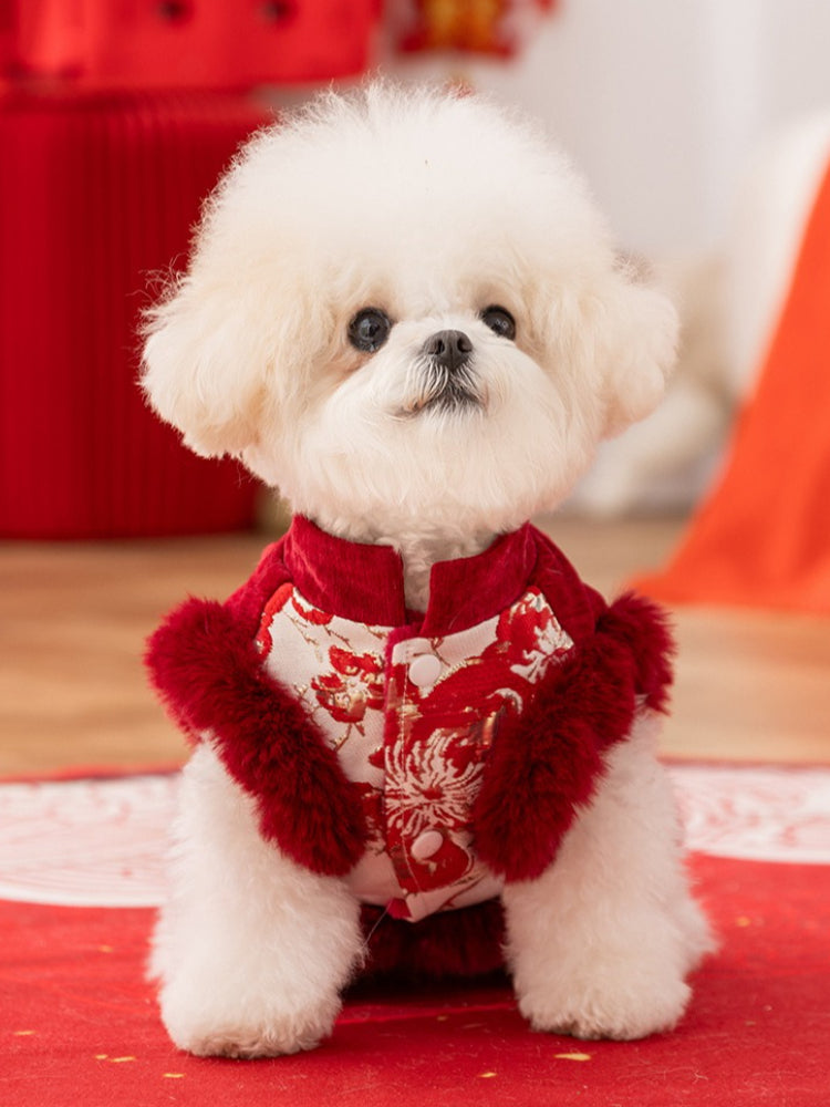 Small white dog wearing a red dog coat with floral embroidery and faux fur trim
