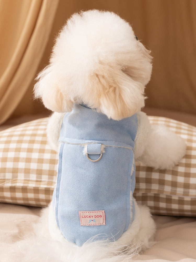 Back view of a white dog in a blue faux suede vest with a D-ring