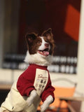 Close-up of a dog wearing a soft fleece dog sweater.
