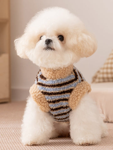 Small white dog wearing a blue and brown striped fleece vest