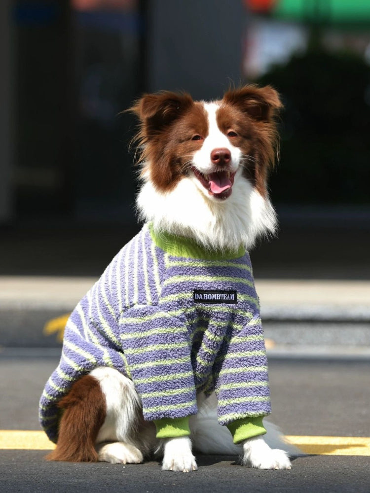 Dog wearing a purple and green striped sweater.