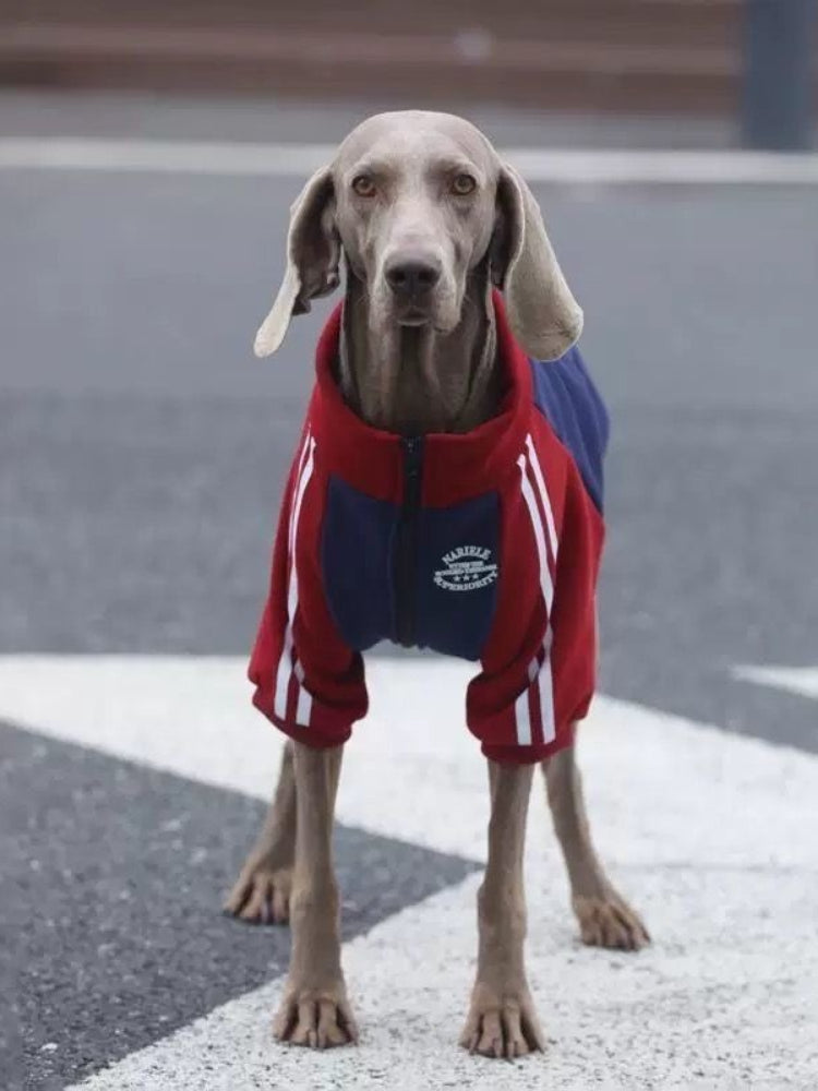 A grey Weimaraner dog standing and looking forward, wearing a red and navy blue dog jacket with white stripes on the sleeves and a white embroidered logo patch.