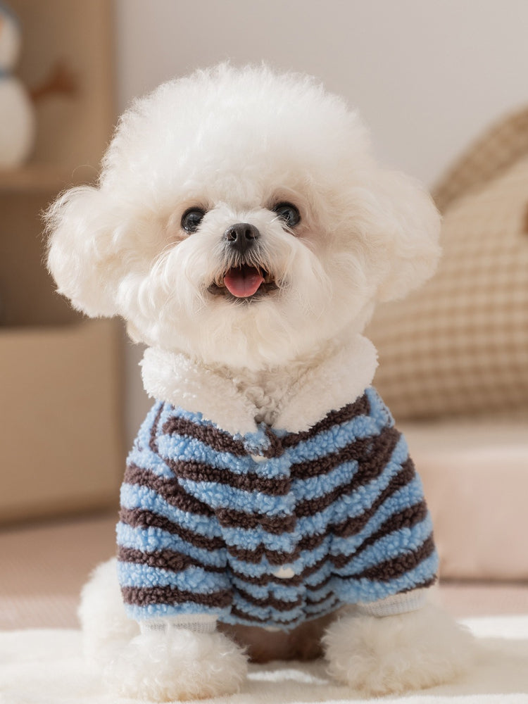 White dog wearing a blue and brown striped fleece sweater with a white collar.