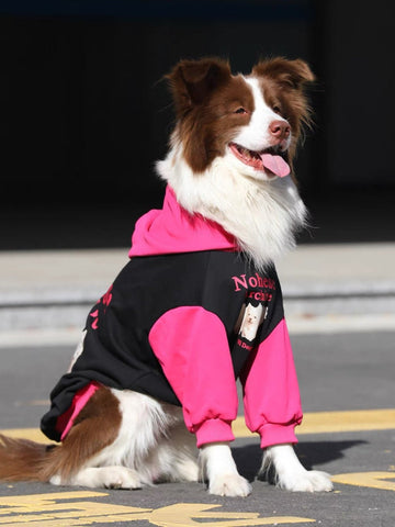 Brown and white Border Collie dog wearing a black and pink hooded dog sweatshirt with 'Nohese Archive' and dog graphics on the back, sitting outdoors.