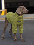 Weimaraner dog standing in a lime green striped pet sweater