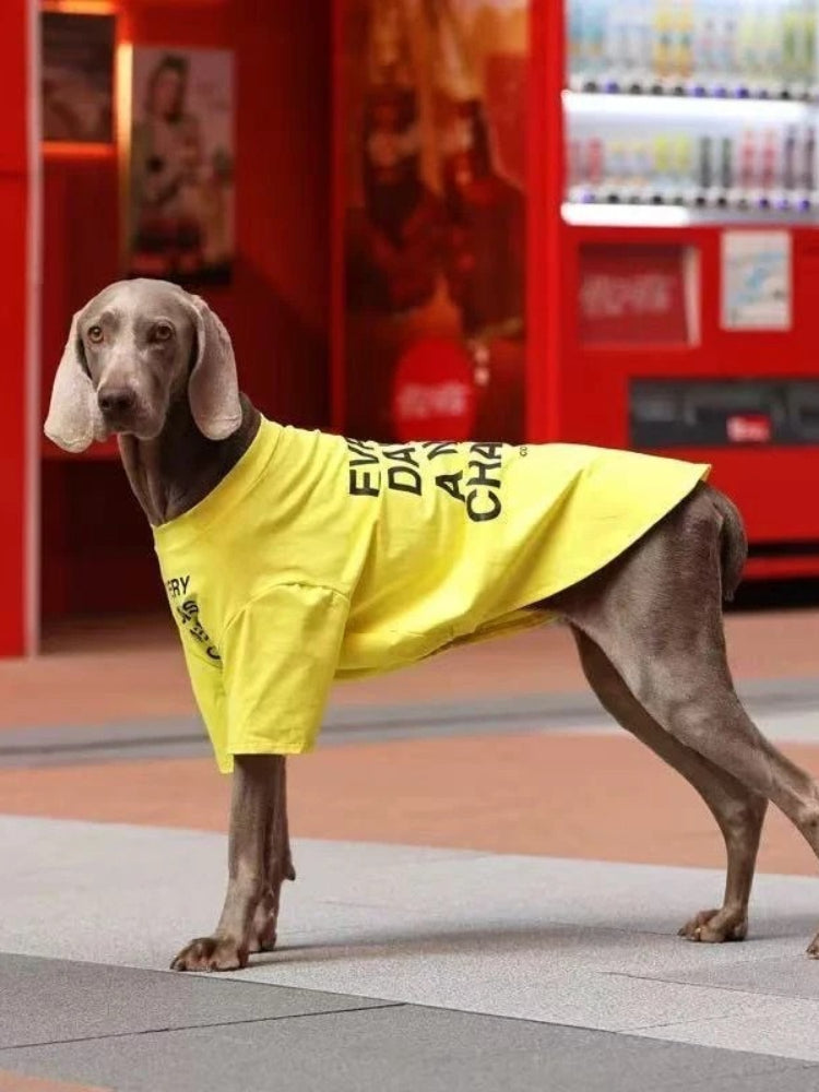 Side profile of a Weimaraner dog wearing a yellow t-shirt with text.