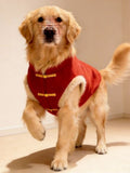 Golden Retriever dog in motion wearing a red dog vest with traditional Chinese buttons.