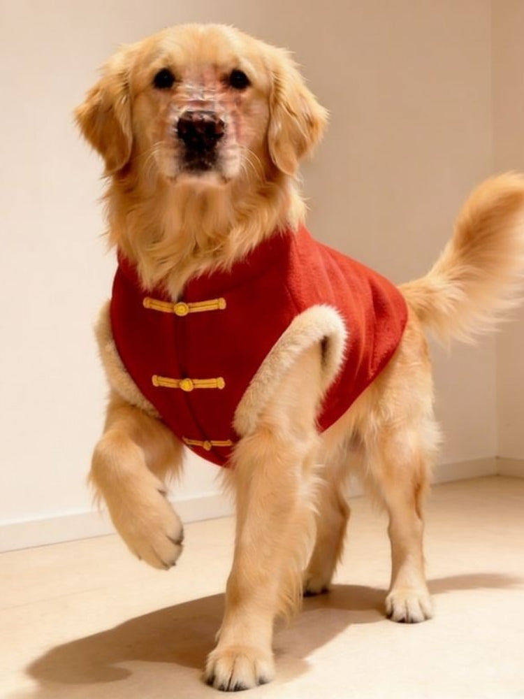 Golden Retriever dog in motion wearing a red dog vest with traditional Chinese buttons.