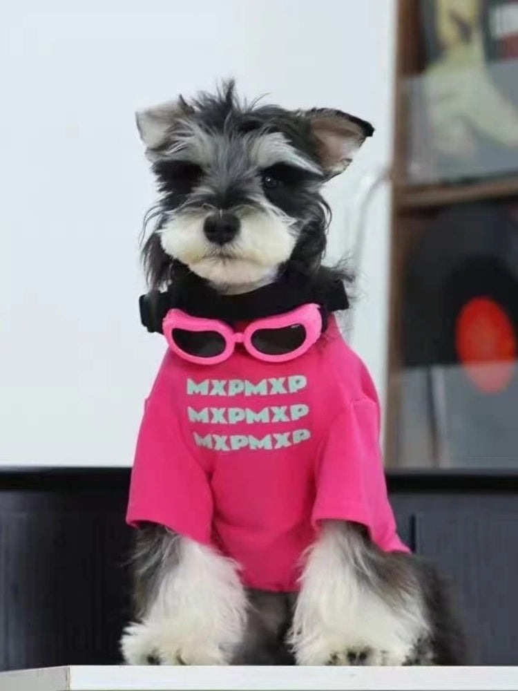 A Miniature Schnauzer dog wearing a bright pink t-shirt with a graphic print and pink sunglasses