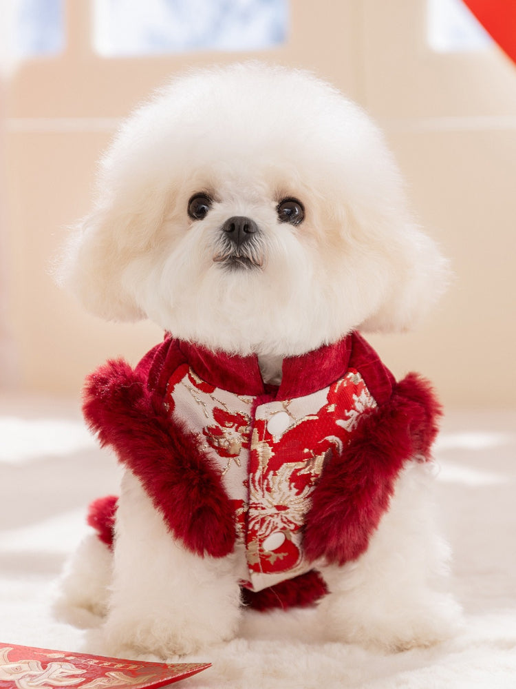 White dog wearing a red and white traditional Chinese style dog jacket with floral and dragon embroidery and red faux fur trim.