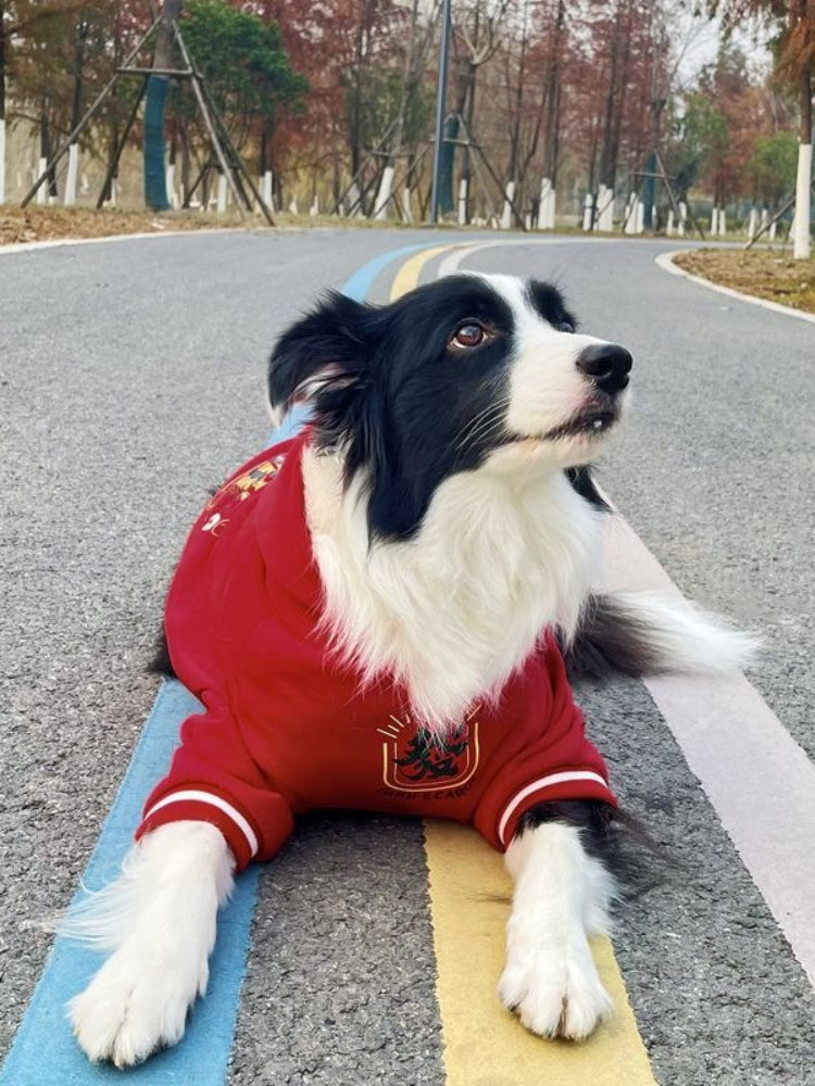 Border Collie dog lying down wearing a red hooded sweatshirt outdoors