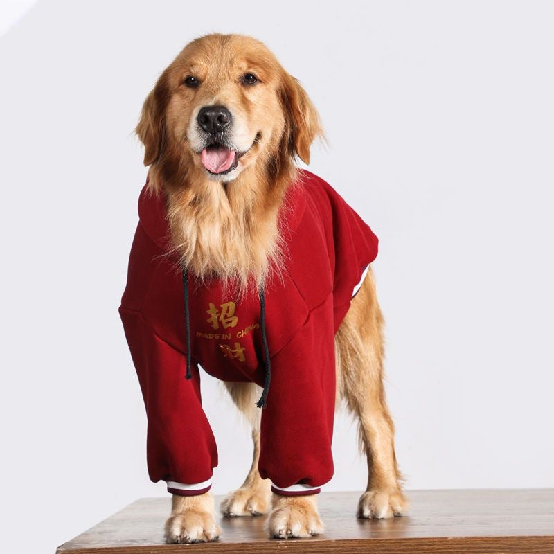 Front view of a Golden Retriever dog standing on a wooden surface wearing a red hooded sweatshirt.