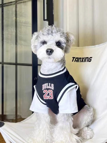 Small dog wearing a black and white basketball jersey with 'BULLS 23' graphic