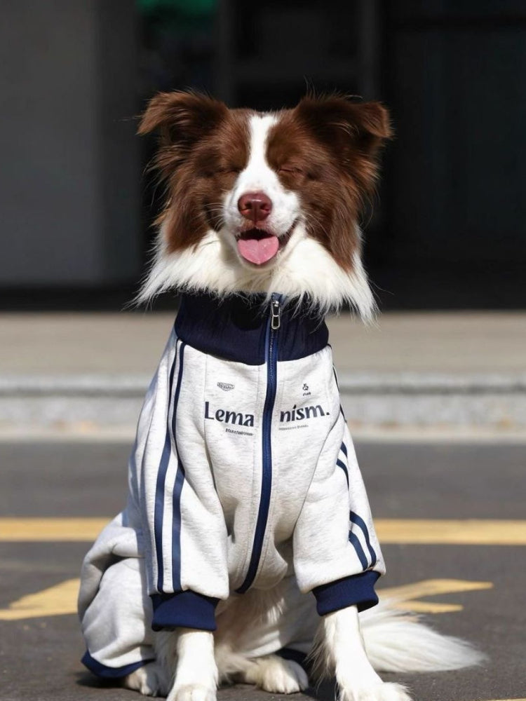 Dog wearing a light gray fleece jacket with blue trim and graphic print