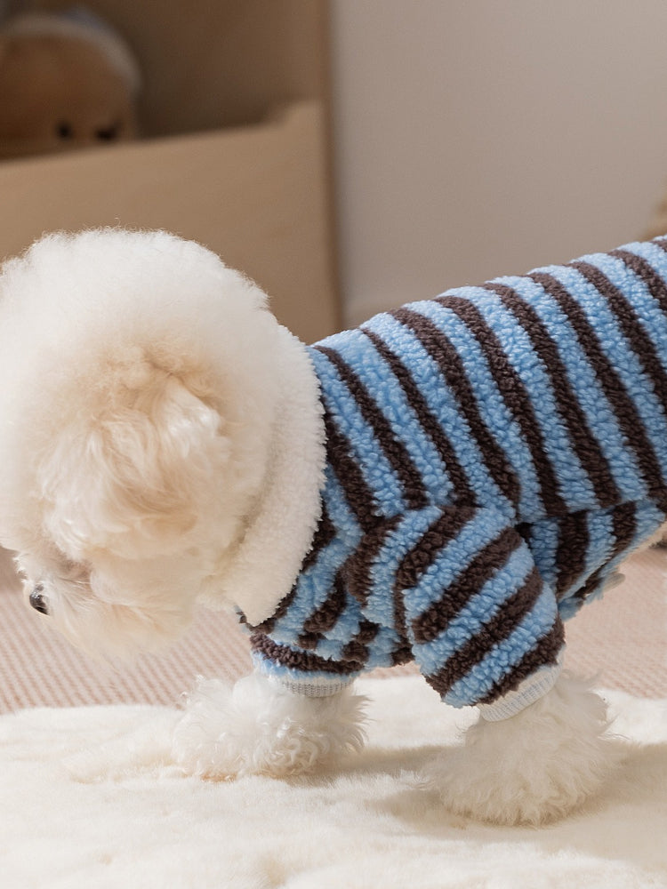 A white dog walking in a blue and brown striped fleece sweater with a white collar.