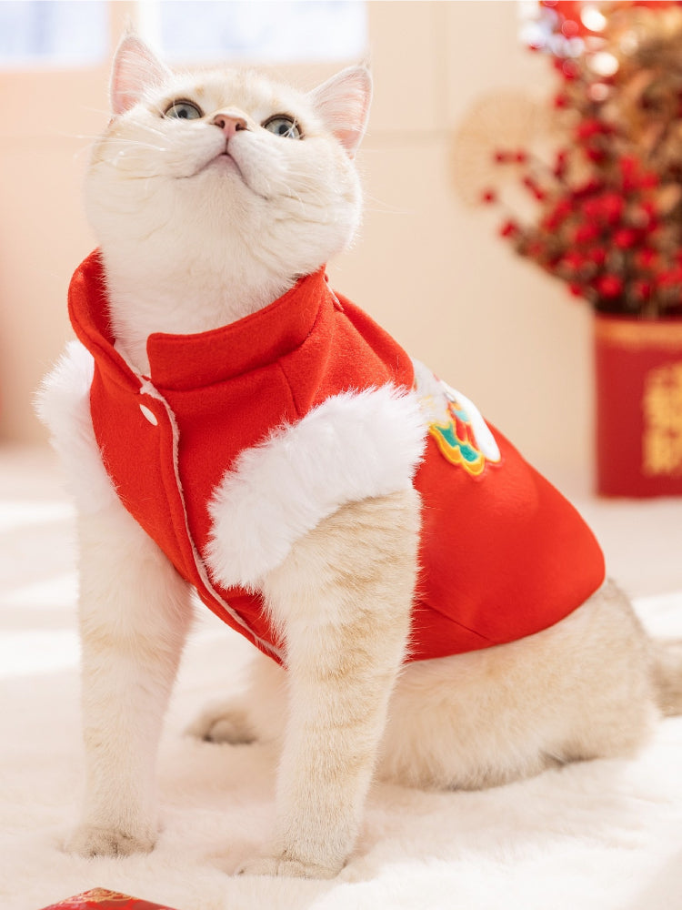 Close-up of a white cat's head wearing a red pet Tang suit vest