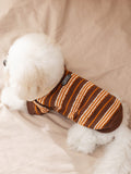 A white Bichon Frise dog wears a brown and orange striped knit sweater, viewed from the side.
