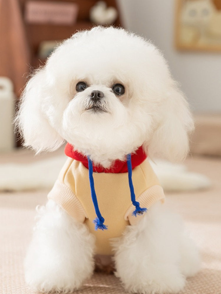 White dog wearing a yellow hoodie with a red hood and blue drawstrings