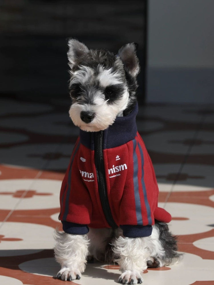 Mini Schnauzer sitting in a red dog jacket with navy blue collar and zipper.