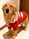 Golden Retriever dog wearing a red fleece dog sweater with a white ruffled collar and embroidered strawberry pattern