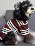 A miniature schnauzer dog sits on a gray couch wearing a striped pet sweater.