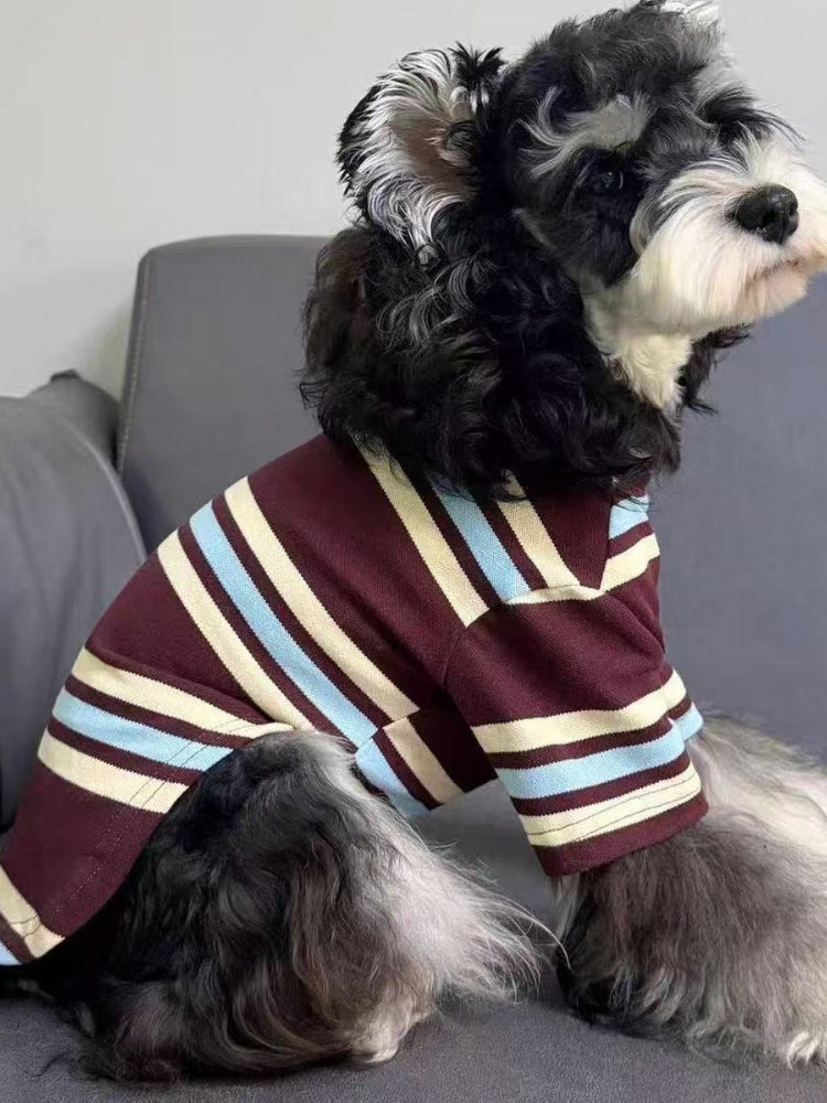 A miniature schnauzer dog sits on a gray couch wearing a striped pet sweater.