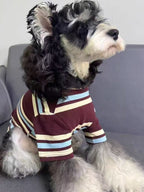 Close-up profile of a miniature schnauzer dog wearing a striped pet sweater.