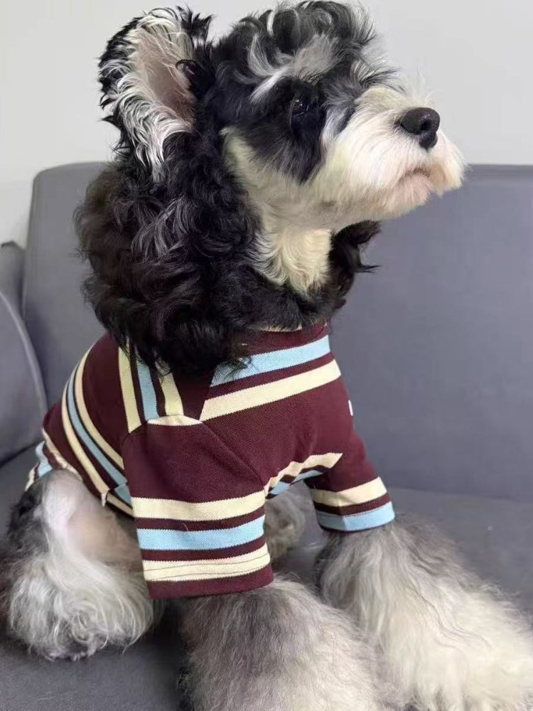 Close-up profile of a miniature schnauzer dog wearing a striped pet sweater.