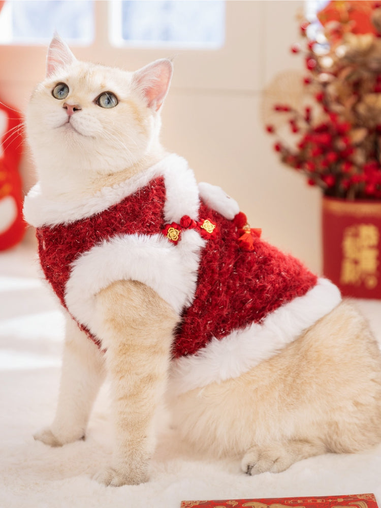 A British Shorthair cat wearing a red textured knit vest with white faux fur trim and decorative gold buttons.