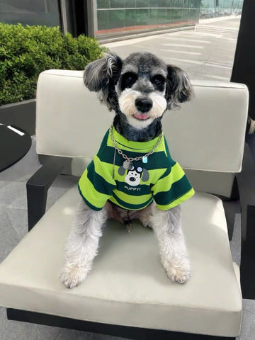 Miniature schnauzer wearing a green and dark green striped dog t-shirt with a puppy graphic on the front.