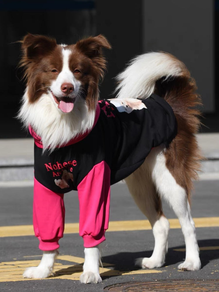 Full body view of a brown and white Border Collie dog standing in a black and pink hooded dog sweatshirt.
