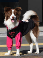Full body view of a brown and white Border Collie dog standing in a black and pink hooded dog sweatshirt.