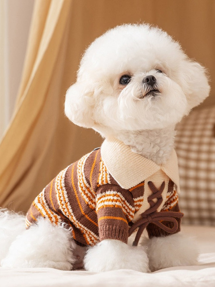 Bichon Frise dog wearing a brown and orange striped knit sweater with a lace-up front detail and a cream collar.