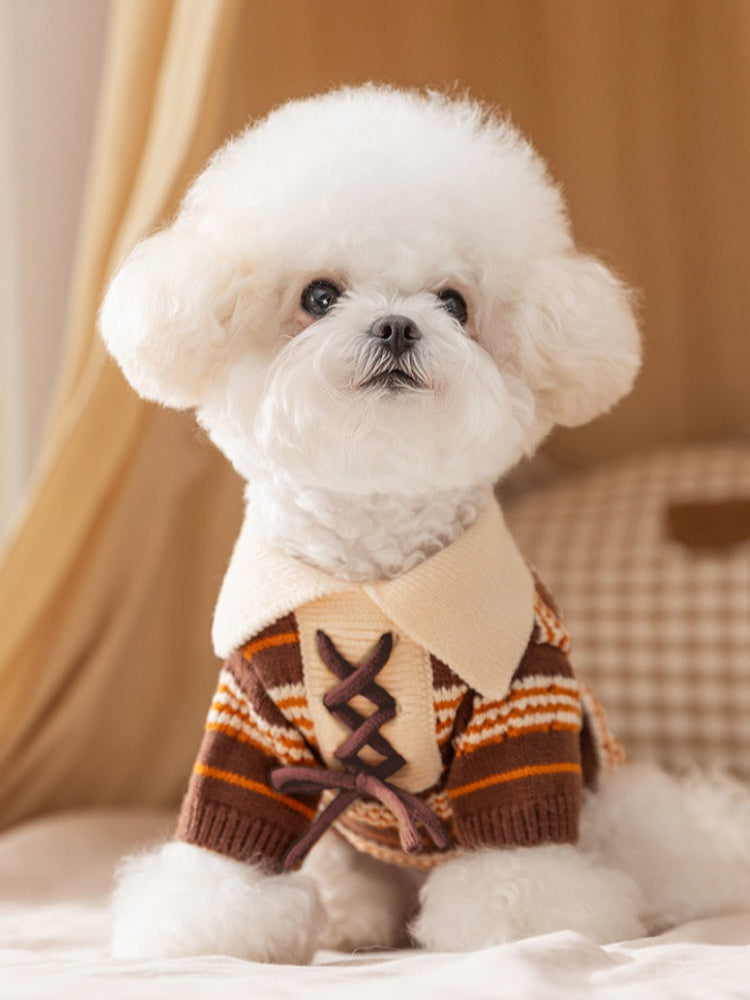 A white Bichon Frise dog wears a brown and orange striped knit sweater with a cream collar and lace-up detail.