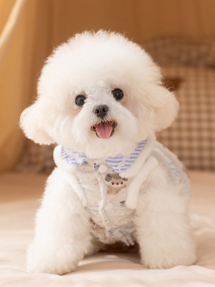 White Bichon Frise dog wearing a white pet garment with blue and white striped trim and a teddy bear print.