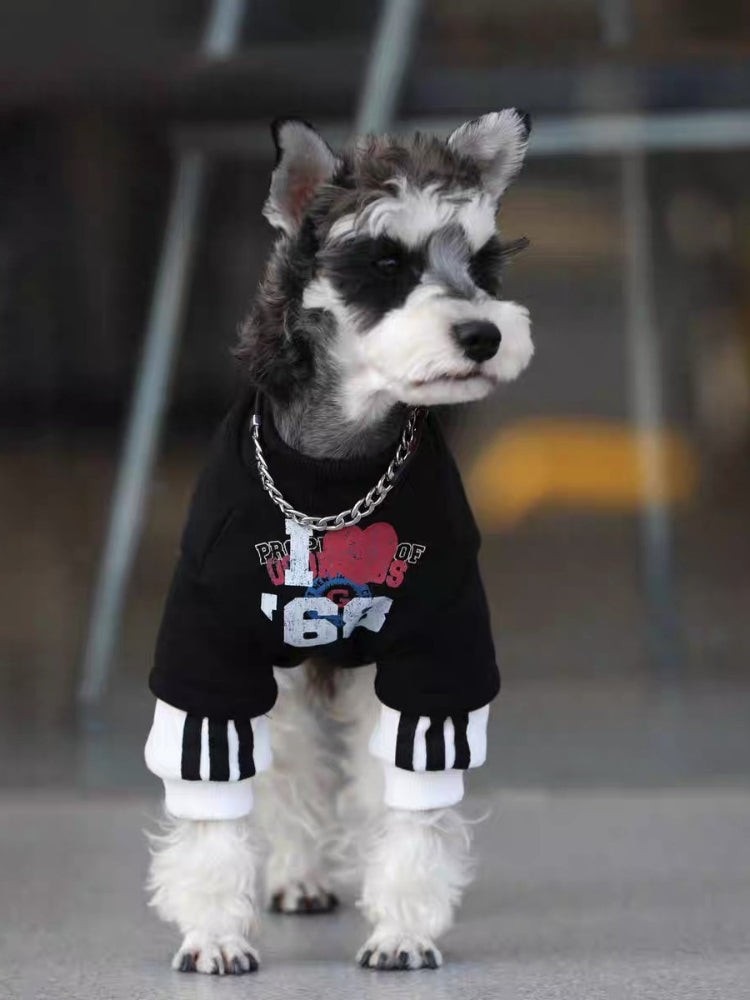 Close-up of a mini schnauzer dog wearing a black graphic print pullover with white contrasting cuffs.