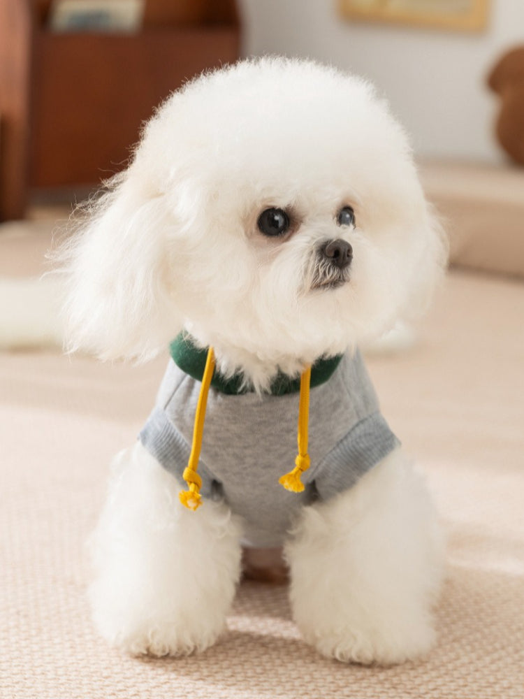 White dog wearing a gray hoodie with a green hood and yellow drawstrings