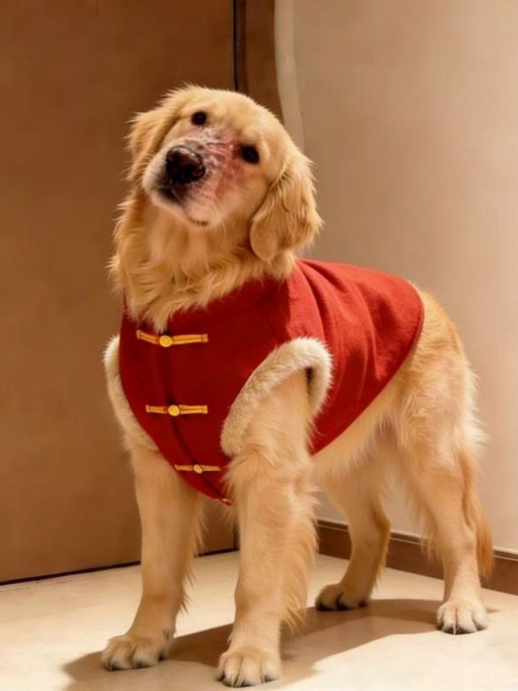 Golden Retriever dog looking up while wearing a red and gold dog coat.