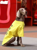 Weimaraner dog sitting and wearing a yellow t-shirt with text.