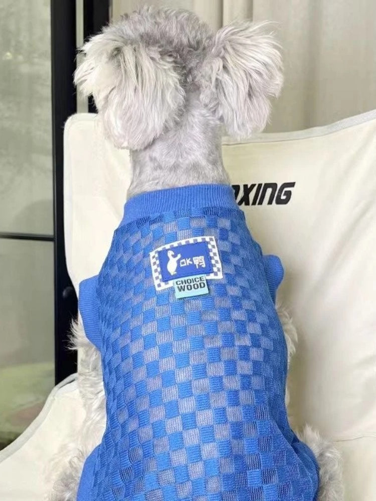 Miniature Schnauzer dog wearing a blue checkered knit dog sweater