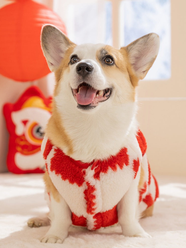 Front view of a corgi dog wearing a festive red and white checkerboard plush dog coat.