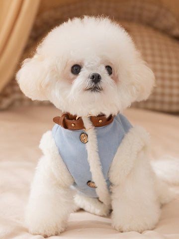 White dog wearing a blue faux suede vest with cream fleece trim