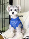Miniature Schnauzer dog wearing a blue checkered knit dog sweater