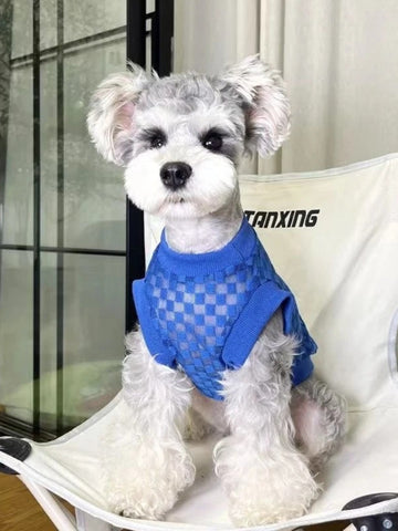 Miniature Schnauzer dog wearing a blue checkered knit dog sweater
