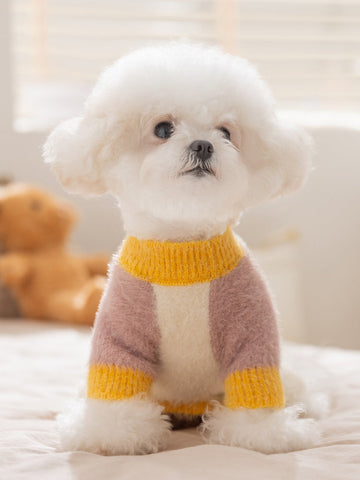White Bichon Frise dog wearing a colorblock knit sweater with yellow and pink accents